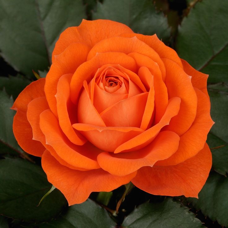 an orange rose with green leaves in the background