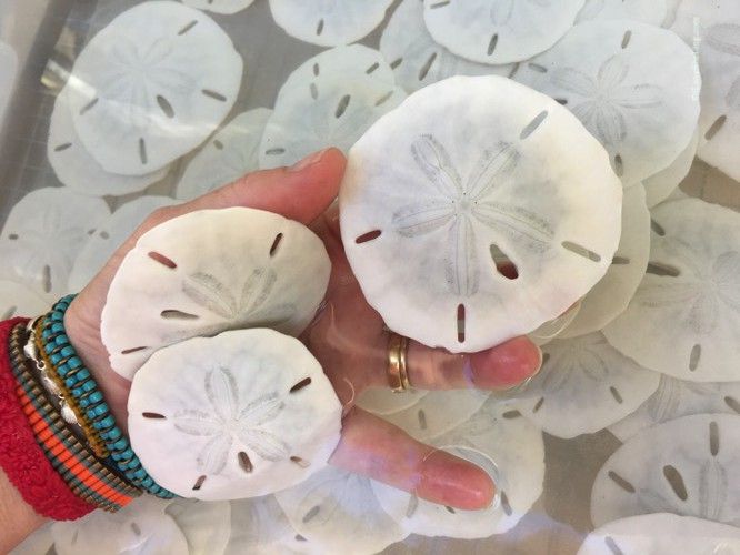 two white sand dollars are held by a woman's hand with bracelets on