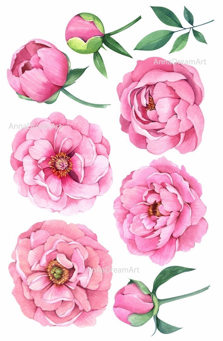 pink flowers with green leaves are shown in this drawing technique, which is easy to draw and