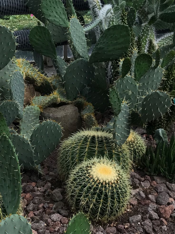 many cactus plants in a garden with rocks and gravel on the ground next to them