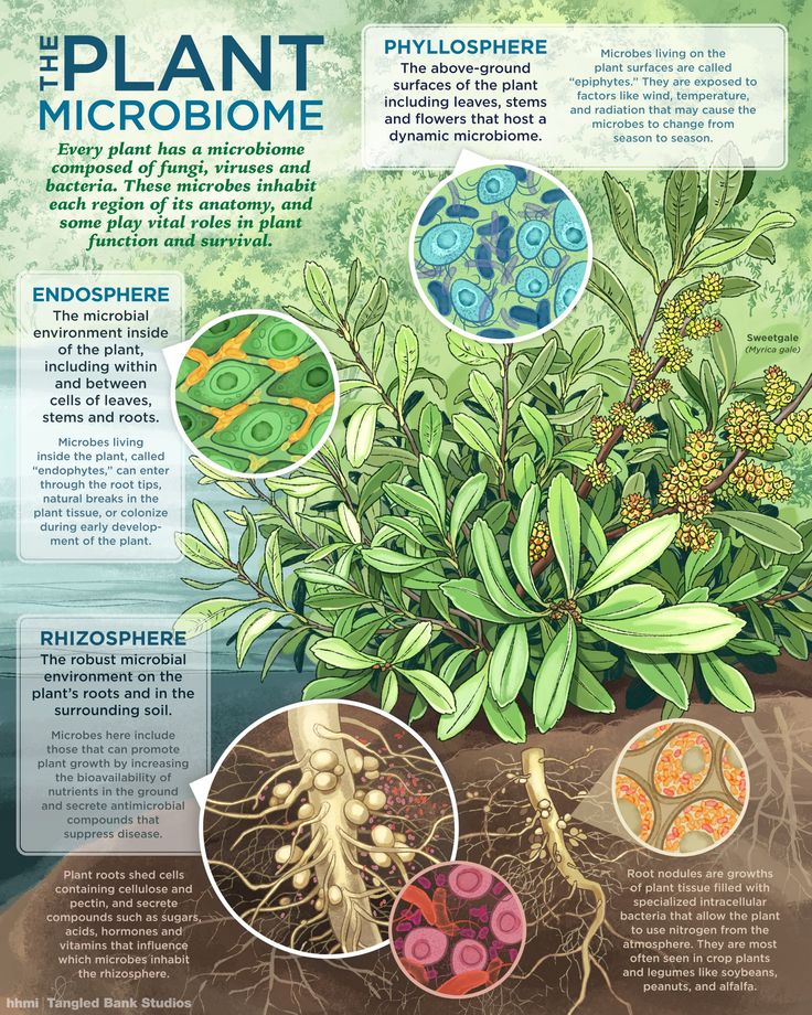 the plant microbiome is shown in this poster