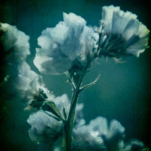 some very pretty white flowers in the water