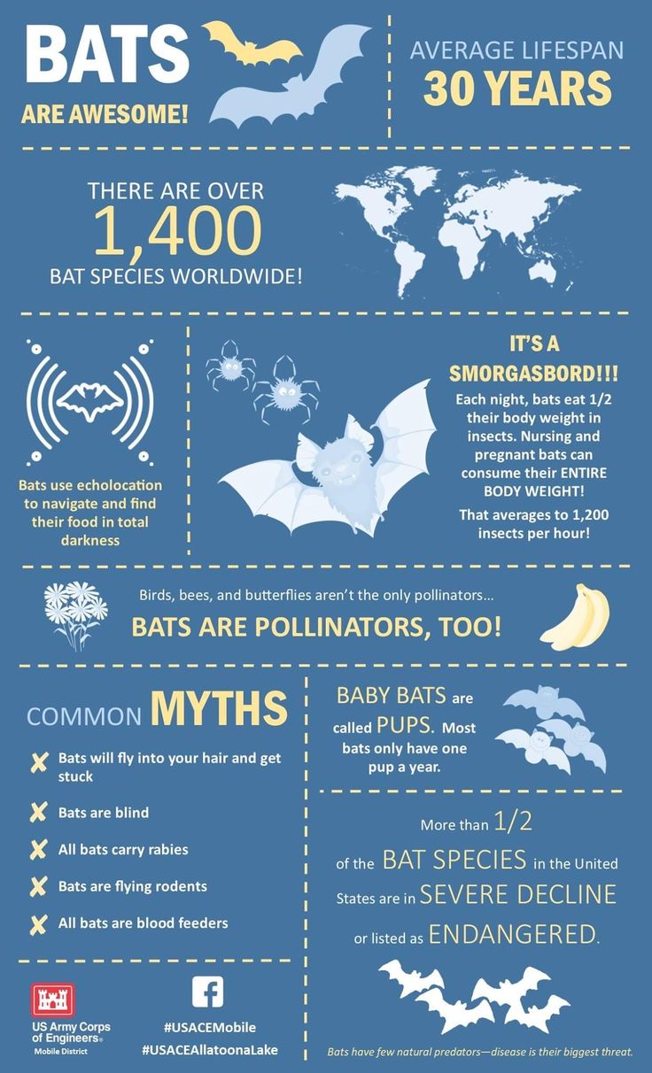 the world's most famous bats info sheet for kids and adults, with information on how to use them