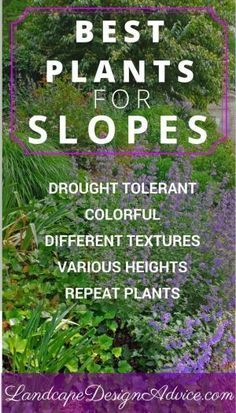 the best plants for slopes are in this postcard with text overlaying them