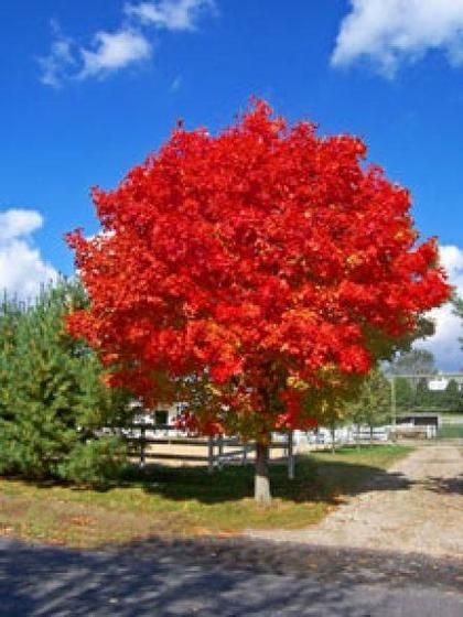 a large red tree in the middle of a parking lot next to a wooden fence