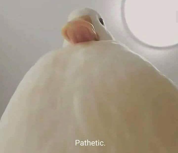 a close up of a white bird's head