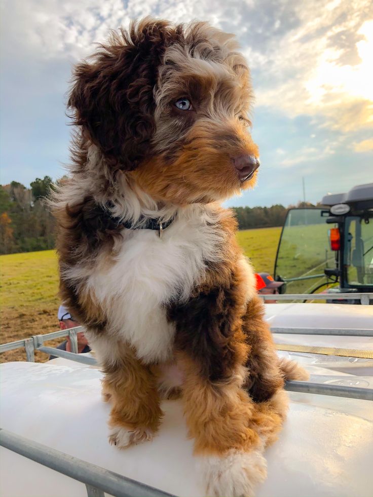 a small brown and white dog sitting on the back of a truck