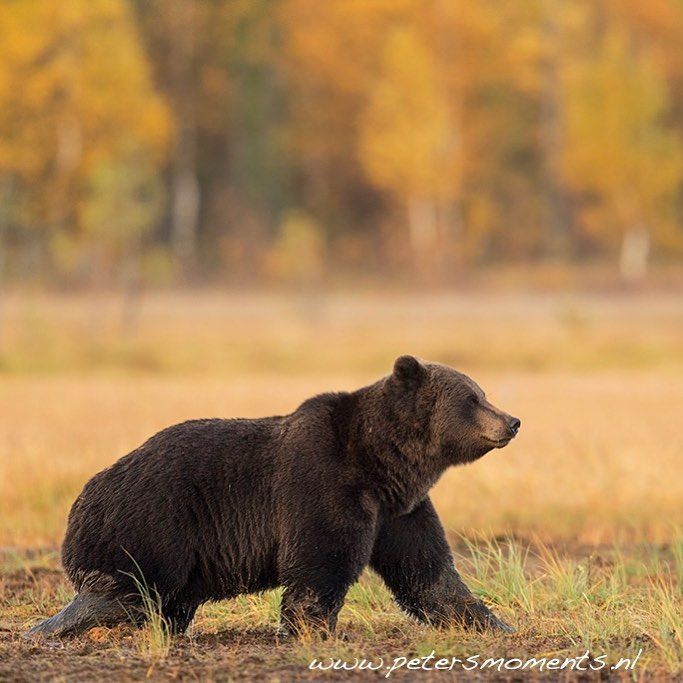 a brown bear walking across a dry grass field in front of an orange and yellow forest