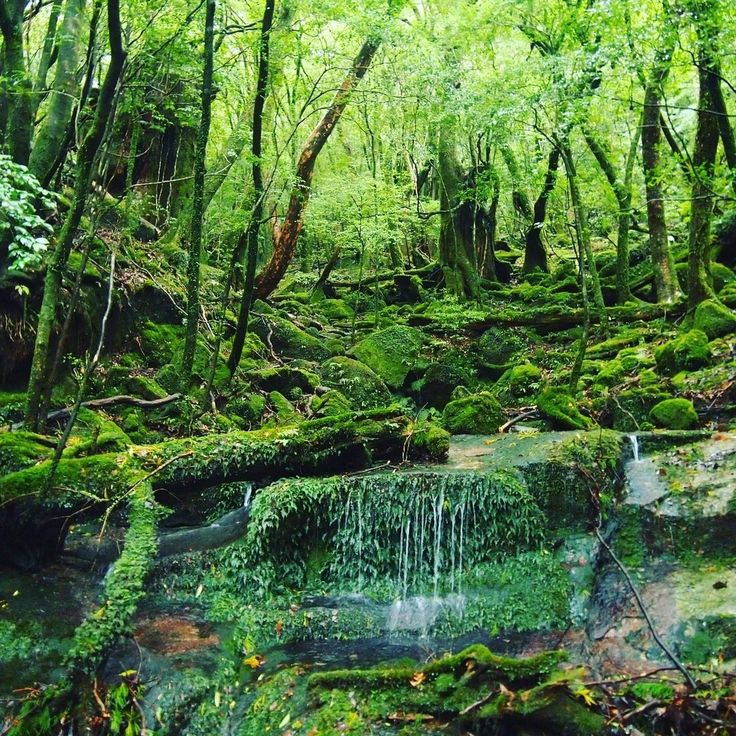 a small waterfall in the middle of a forest filled with green plants and trees, surrounded by mossy rocks