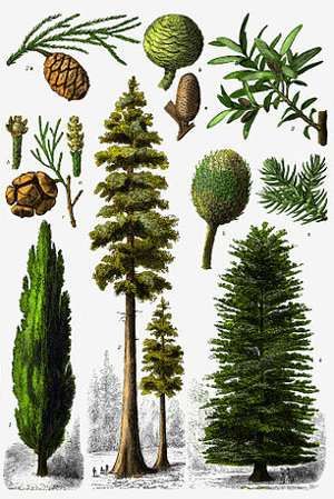 an illustration of different types of trees