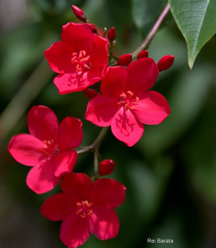 red flowers with green leaves in the background