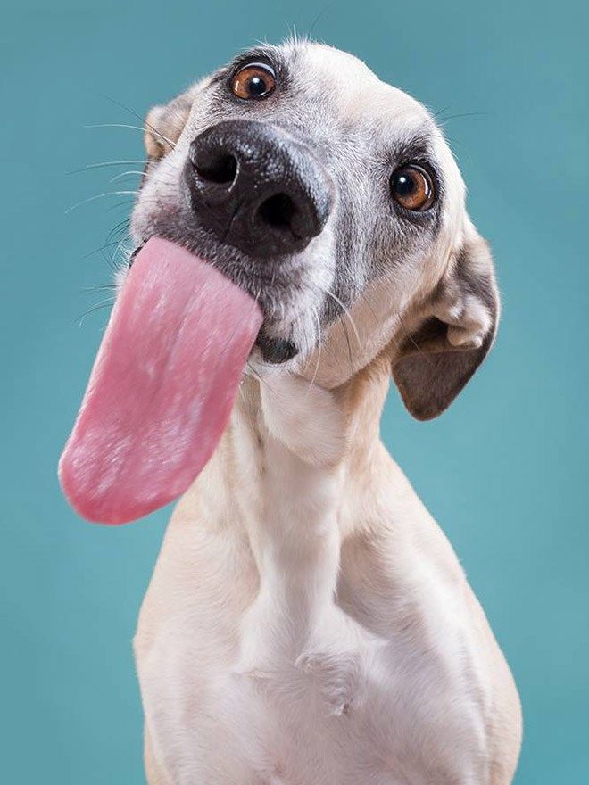 a close up of a dog with its tongue hanging out and looking at the camera