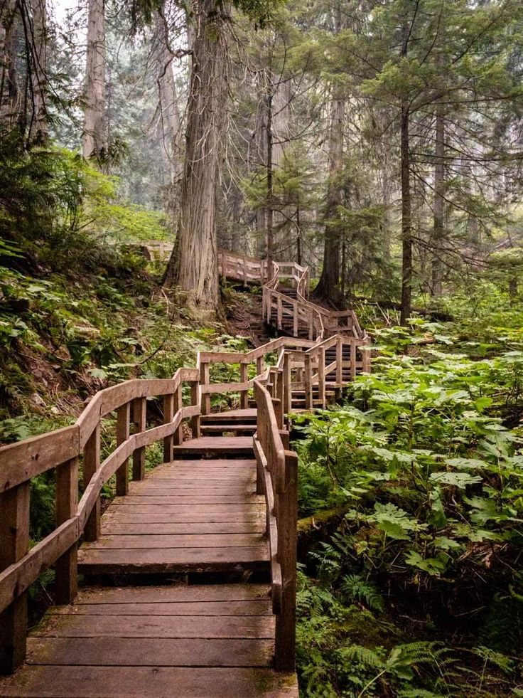 a wooden bridge in the middle of a forest