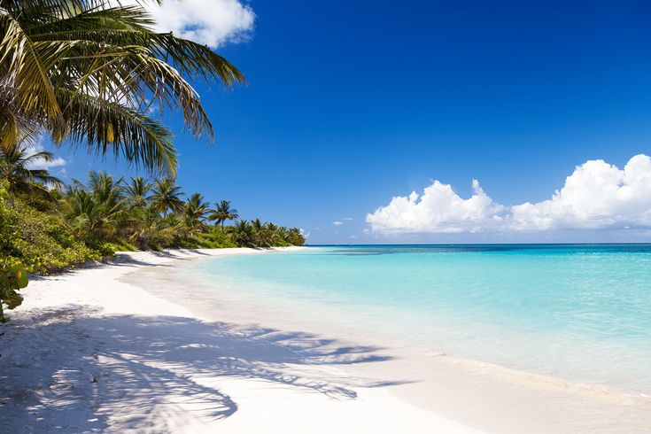 a beach with palm trees and clear blue water