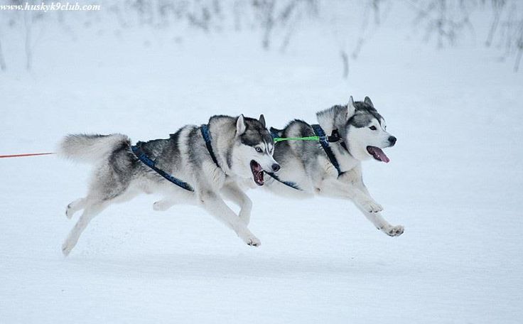 two husky dogs running in the snow with their leashes tied to each other's sides