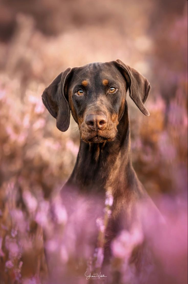 a black and brown dog sitting in the middle of purple flowers with its eyes open