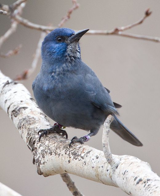 a blue bird sitting on top of a tree branch