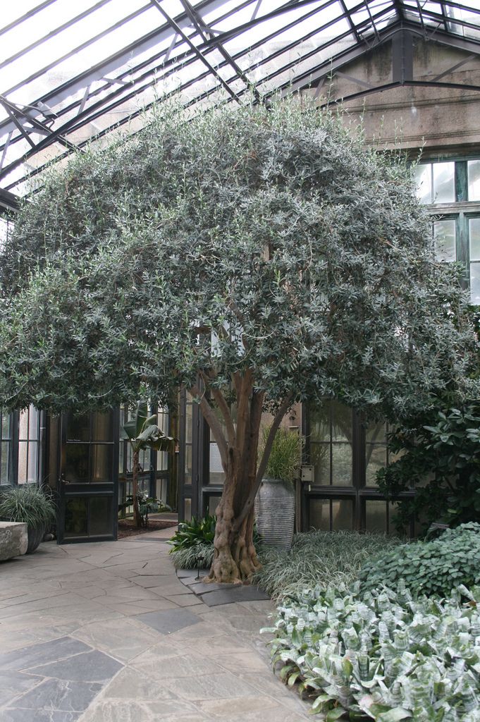 an indoor garden with trees and plants in the center, surrounded by glass roofing