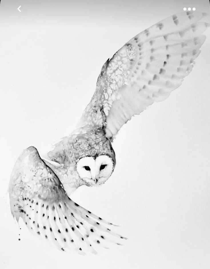 an owl flying through the air with its wings spread