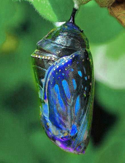 a blue and black butterfly emerging from its chlobama coco on a green leaf