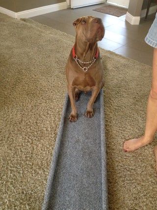 a brown dog sitting on top of a rug next to a woman's feet