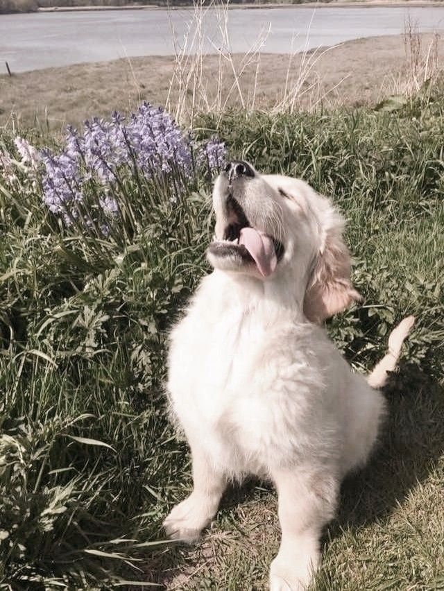 a white dog sitting in the grass with its mouth open and tongue hanging out looking up