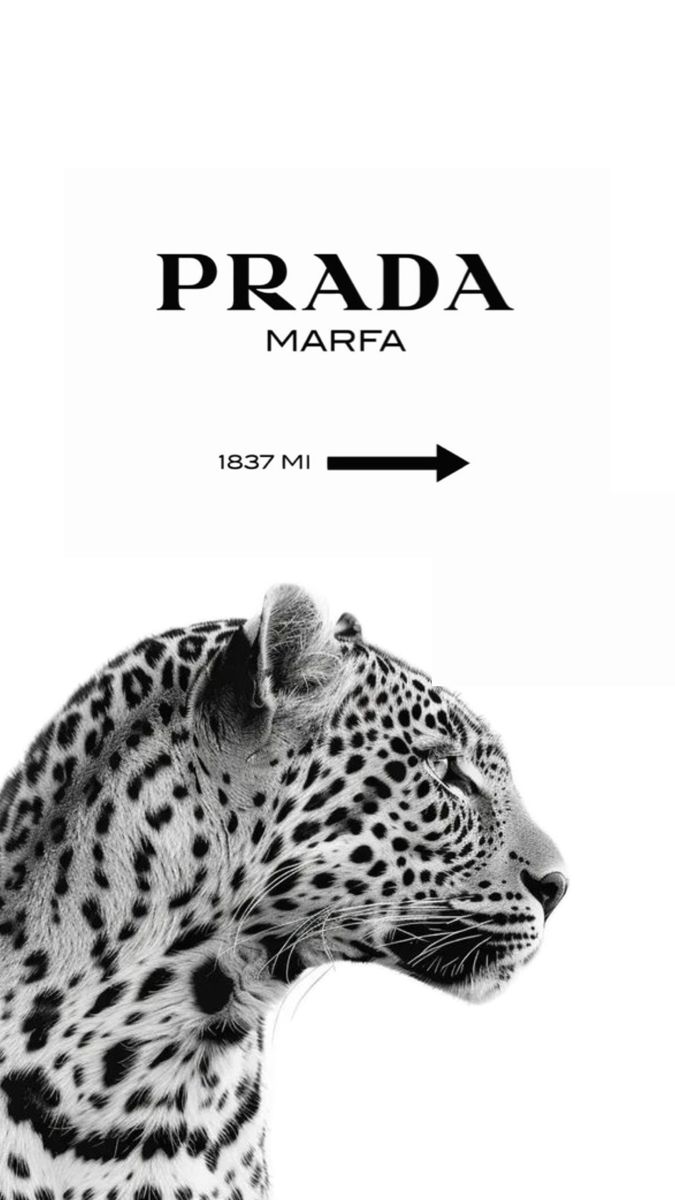 a black and white photo of a leopard with the words prada mare on it