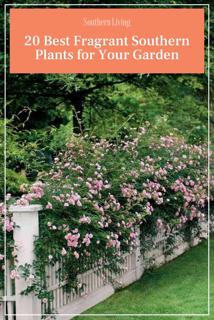 some pink flowers are growing on the side of a white fence with green grass and trees behind it