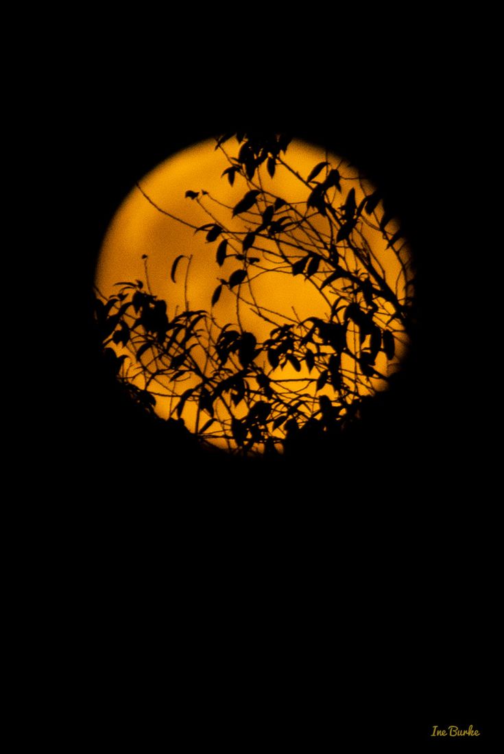 the full moon is seen through some branches