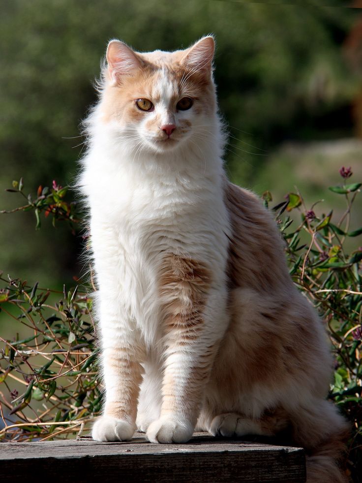 an orange and white cat sitting on top of a wooden bench next to shrubbery