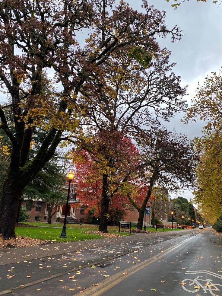 an empty street lined with trees in the fall