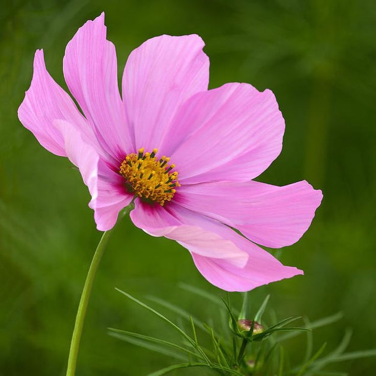 a single pink flower with green background