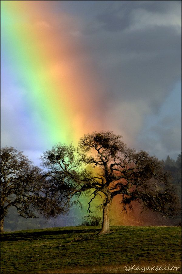 a tree with a rainbow in the background