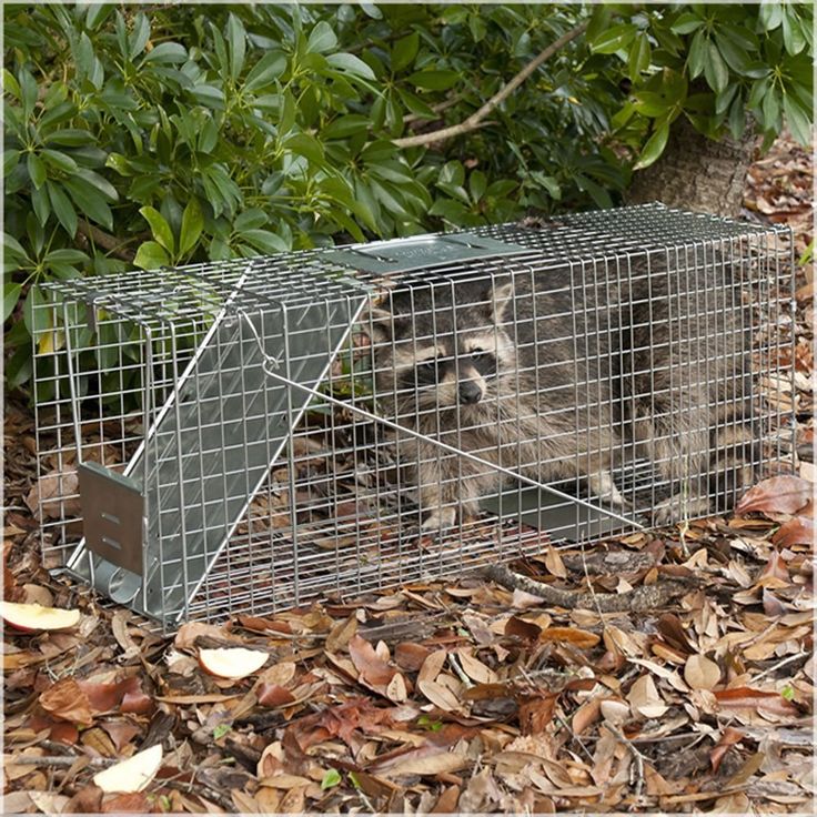 a raccoon in a cage on the ground next to some leaves and trees