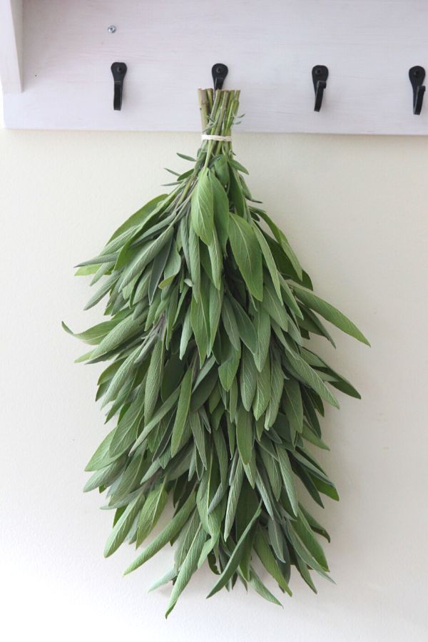 a bunch of green leaves hanging from hooks on a wall next to a white shelf