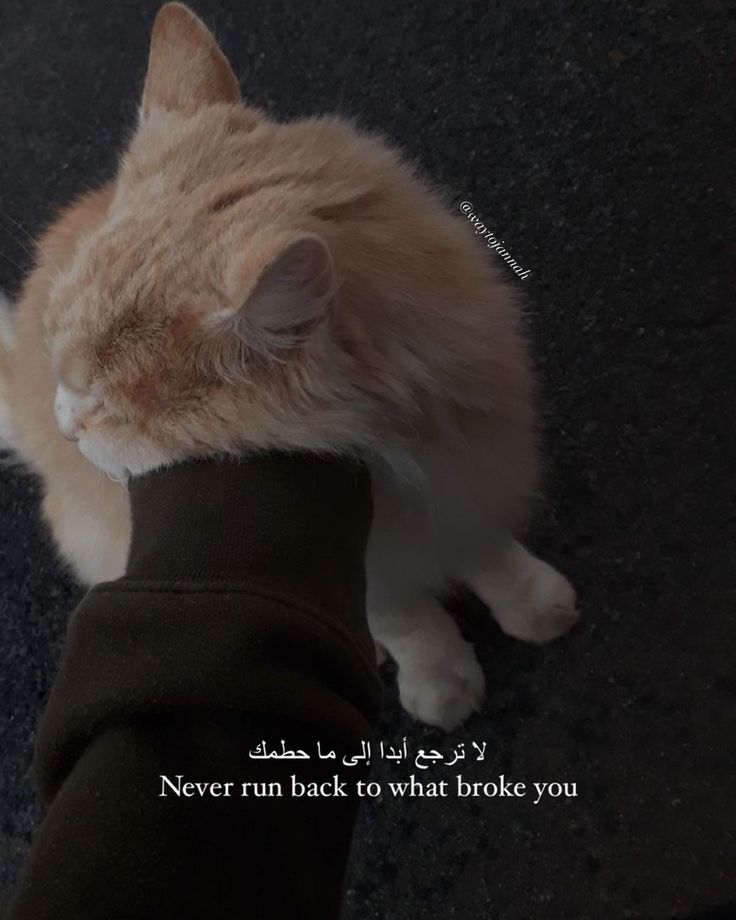 an orange and white cat laying on top of a person's leg with the caption never run back to what broke you