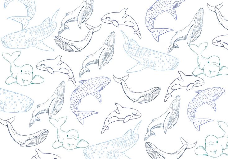 a drawing of many different types of whales