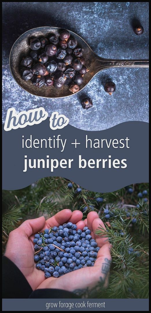 a person holding berries in their hands with the title how to identify and harvest juniper berries