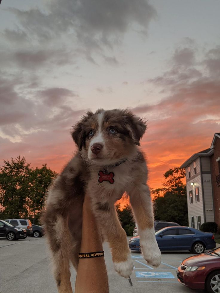 a person holding a puppy up in the air while it's sun is setting