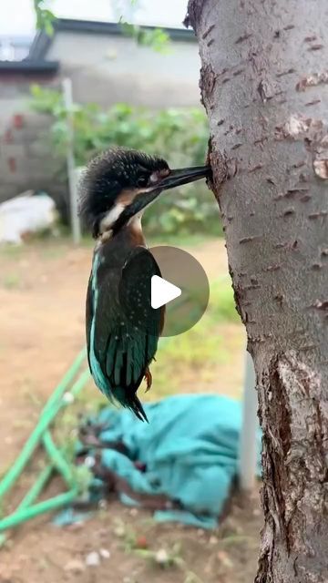 a bird is hanging upside down on a tree