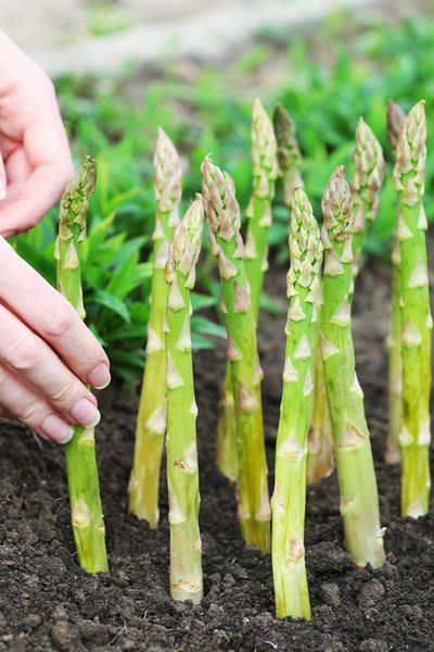 asparagus sprouts are being planted in the ground by someone's hand