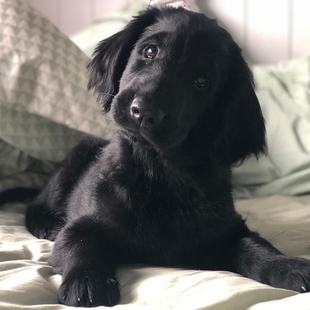 a black dog laying on top of a bed