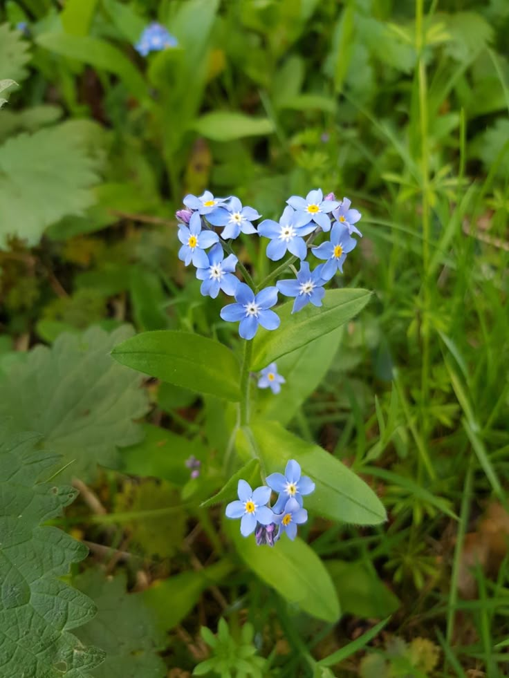 small blue flowers are growing in the grass