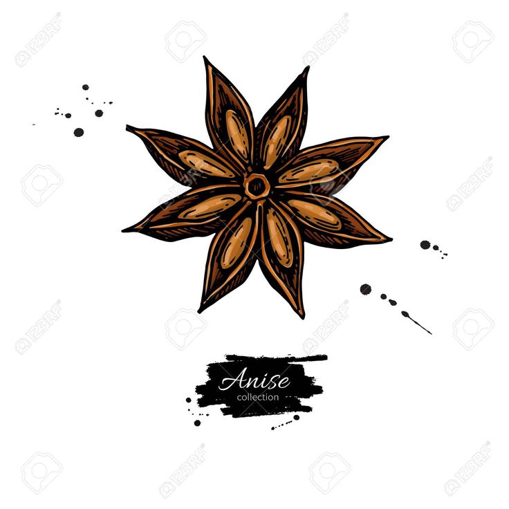 anise flower on a white background with the word ause written in black ink