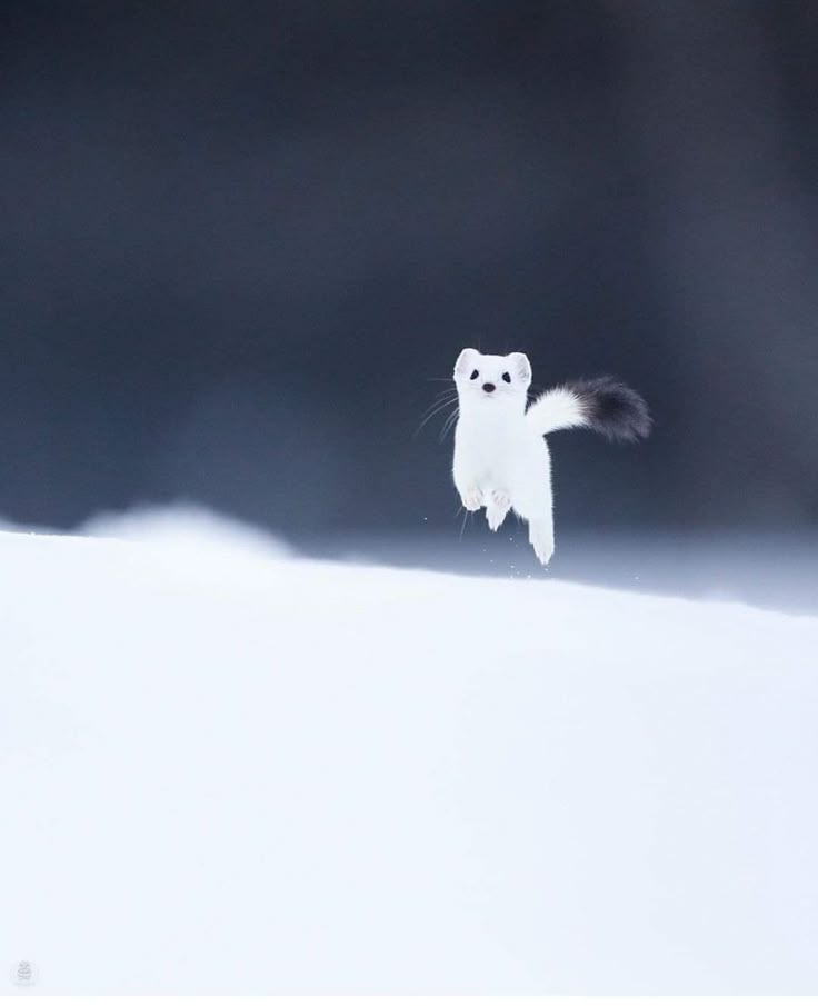 a small white animal standing on top of a snow covered ground with its tail up