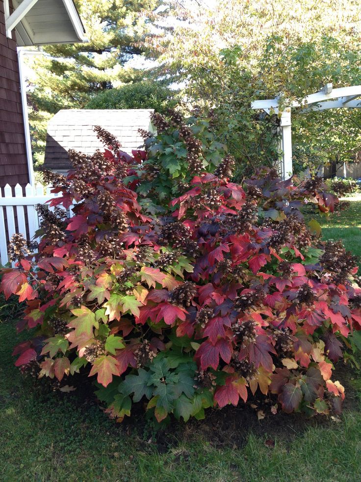 a bush with red and green leaves in front of a house