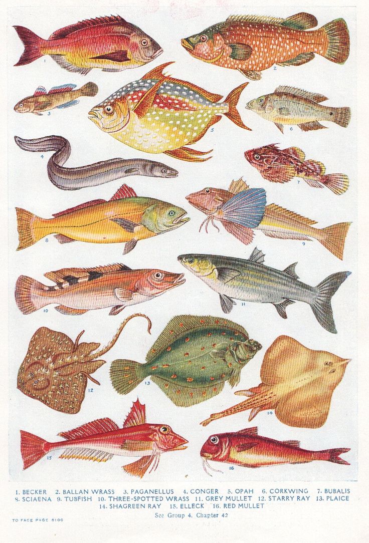 an image of fish in different colors and sizes