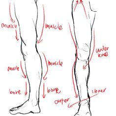 an image of the lower body and upper legs with different muscles labeled in red ink