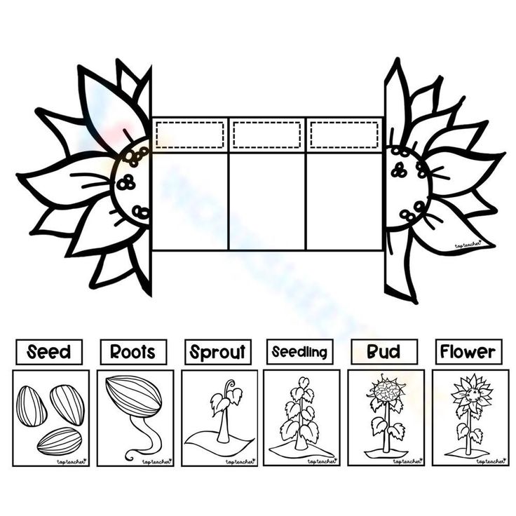 the parts of a flower worksheet with pictures and instructions to make it look like they