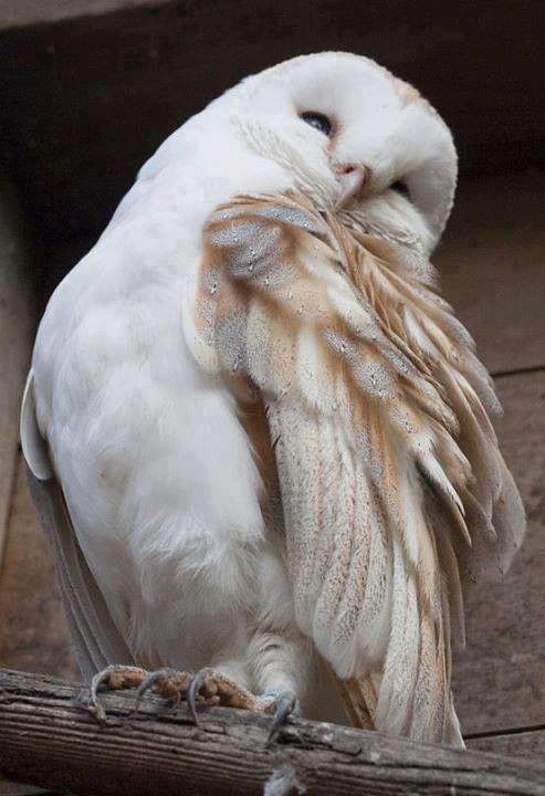 an owl sitting on top of a piece of wood with its wings spread out and it's eyes closed